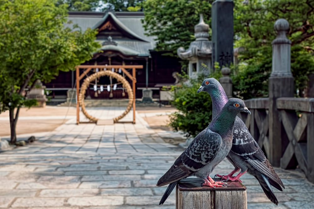 神社に設置された茅の輪と木に止まる鳩