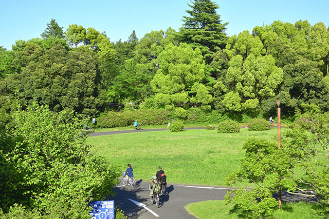 昭和記念公園サイクリングロード