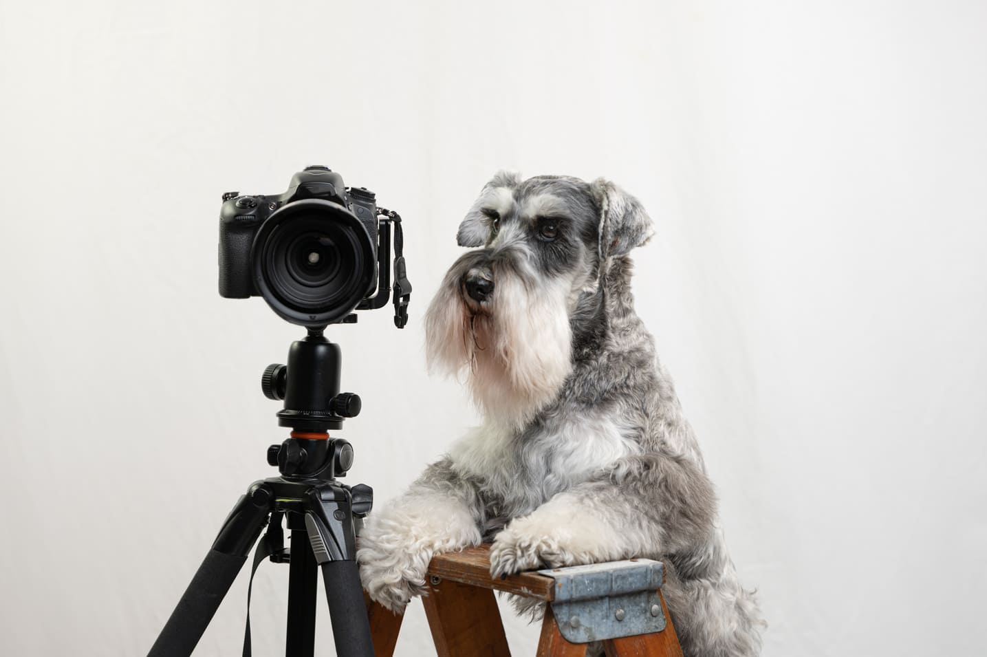 犬とカメラ