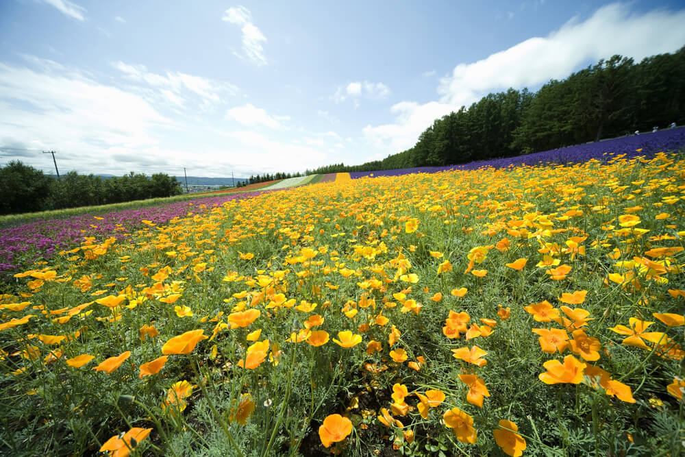 一面ポピーの花畑