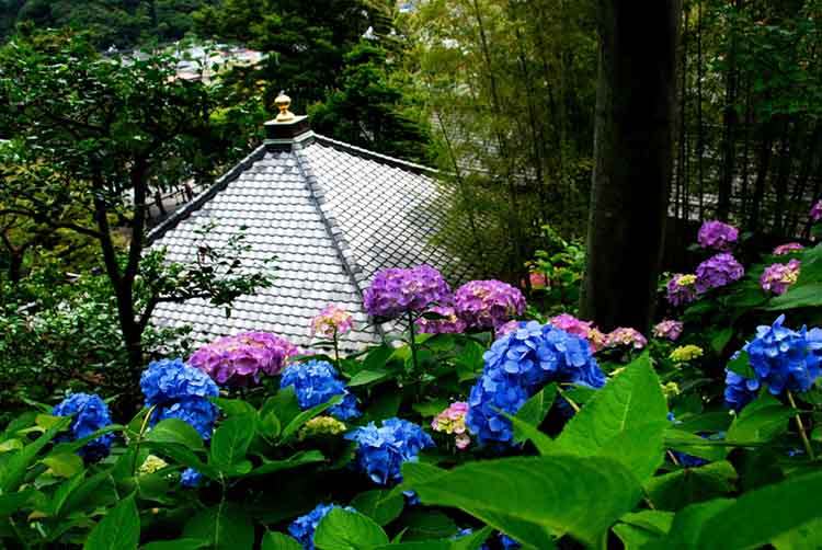 長谷寺の紫陽花