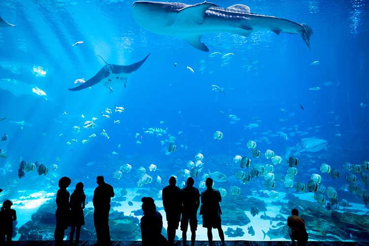 ちゅらうみ水族館