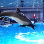 【都内近郊】ショーが人気の水族館♪　小旅行気分で行ける関東の水族館もチェック