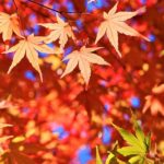 【関東】秋は紅葉狩りデートを楽しもう♪おすすめ紅葉スポットを紹介