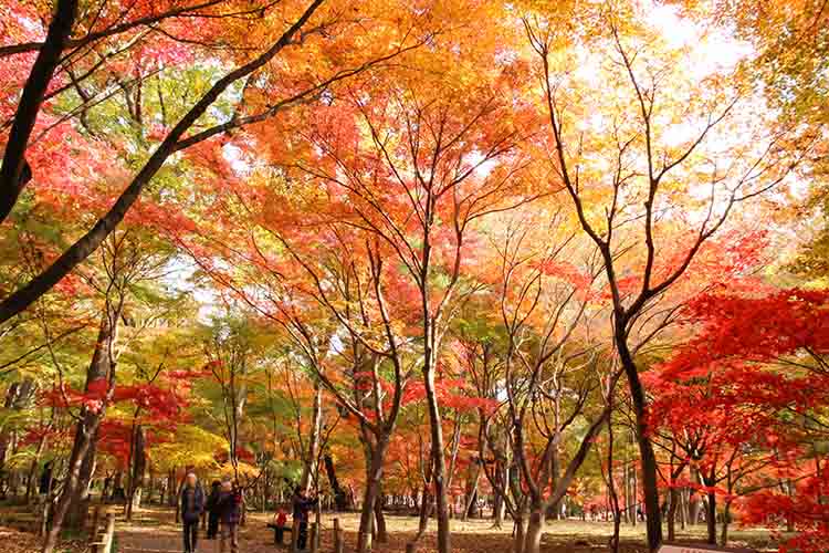 平林寺