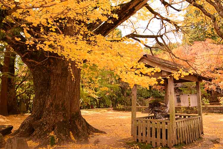 大山寺