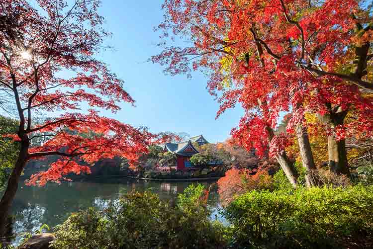 紅葉狩り