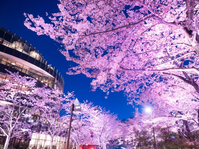 東京ミッドタウンの夜桜