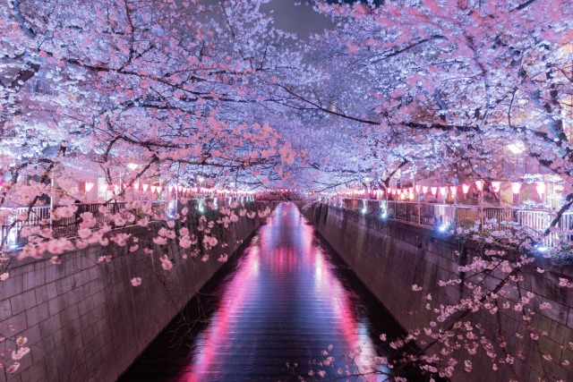 都内の夜桜