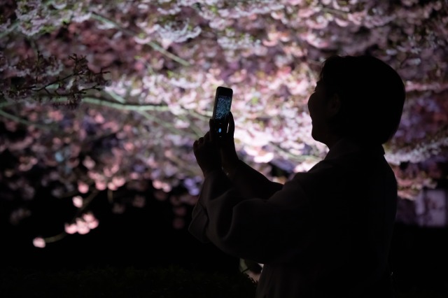 夜桜をスマホに撮る様子