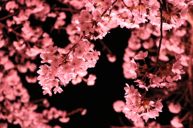 都内の夜桜