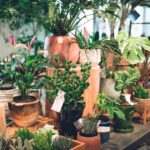 東京都内の観葉植物専門店！おしゃれで珍しい観葉植物が揃うお店をご紹介