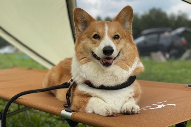 アウトドアチェアの上にリードで繋がれた犬