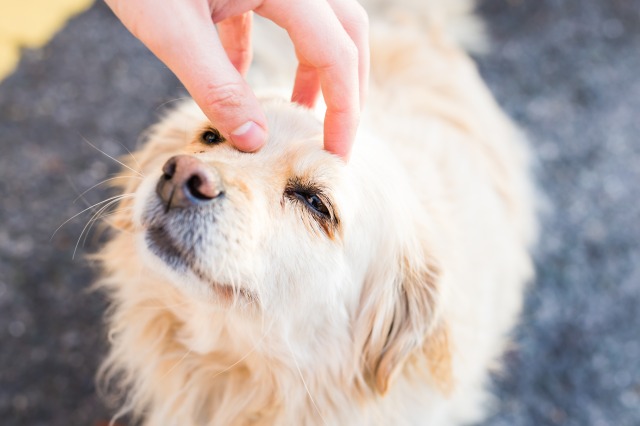 人間に撫でられる犬