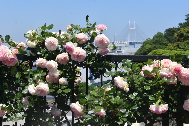 横浜港とピンクのバラ