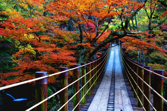 花貫ダム　汐見滝吊り橋の紅葉