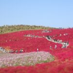 国営ひたち海浜公園のコキアの魅力　秋は紅に染まるコキアを楽しもう！