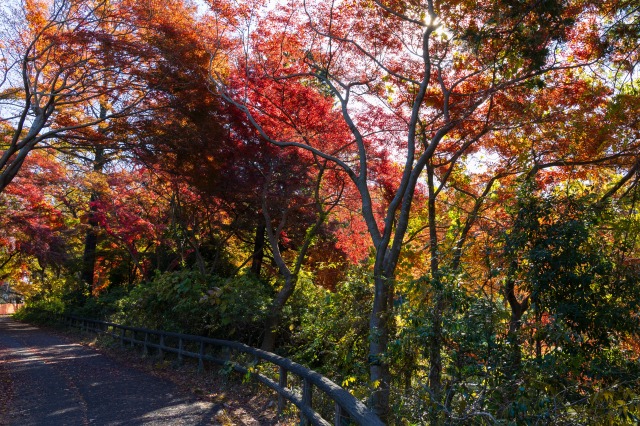 狭山湖周辺に整備された遊歩道と紅葉