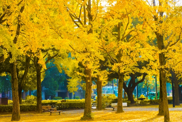 芝公園　秋の銀杏