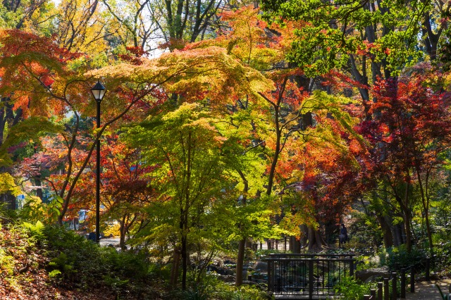 秋の芝公園の人工の渓谷「もみじ谷」