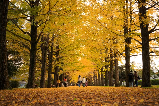 秋の国営昭和記念公園　銀杏並木