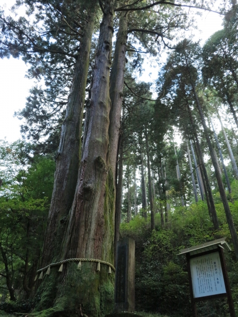 御岩神社の御神木　三本杉