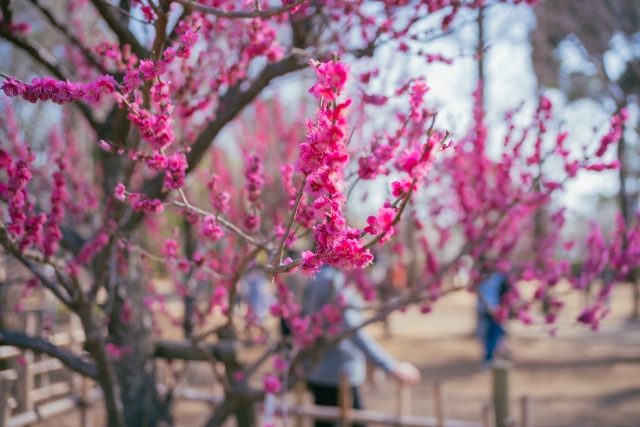 羽根木公園