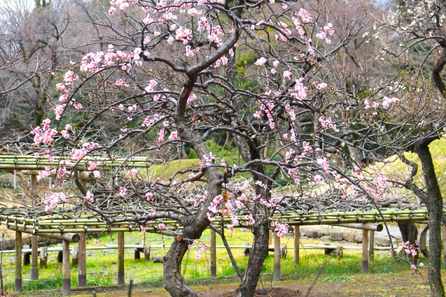 小石川後楽園