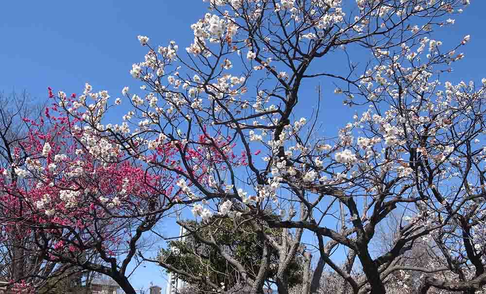 向島百花園