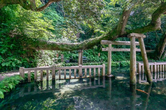 鹿島神宮の御手洗池