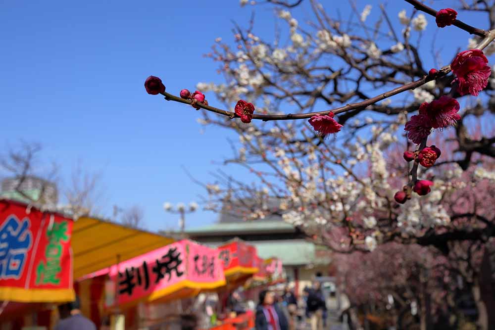 亀戸天神社