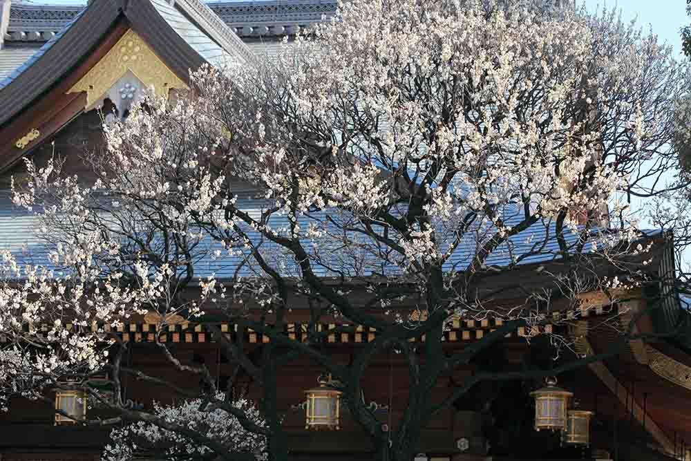 湯島天神