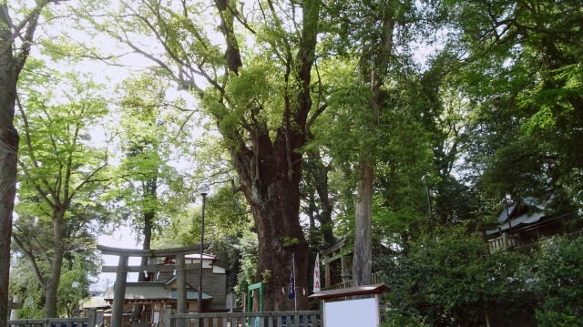 五所神社の御神木、楠と境内の風景