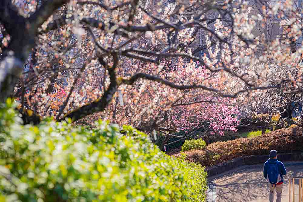 羽根木公園