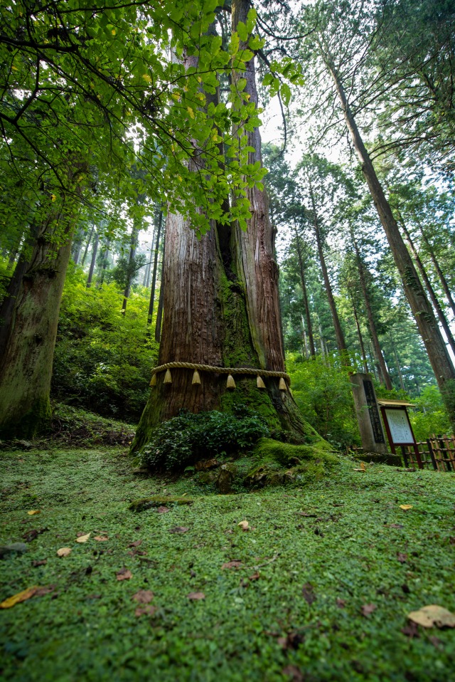 茨城県花園神社の御神木 