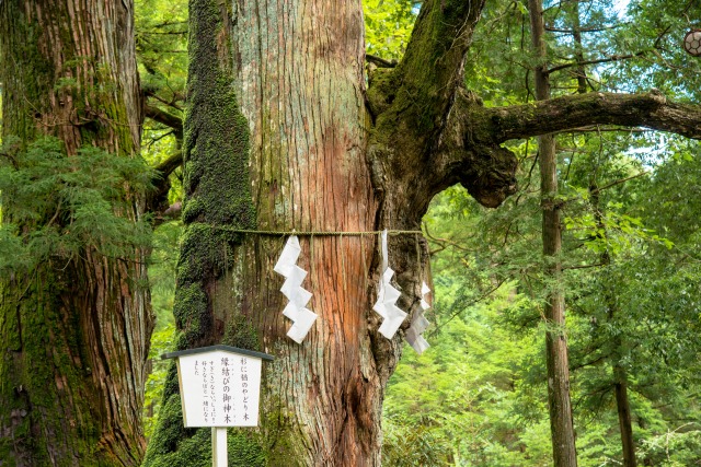 日光二荒山神社　「縁結びの御神木」