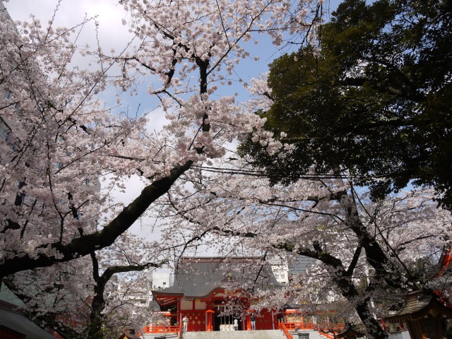 花園神社　拝殿と桜