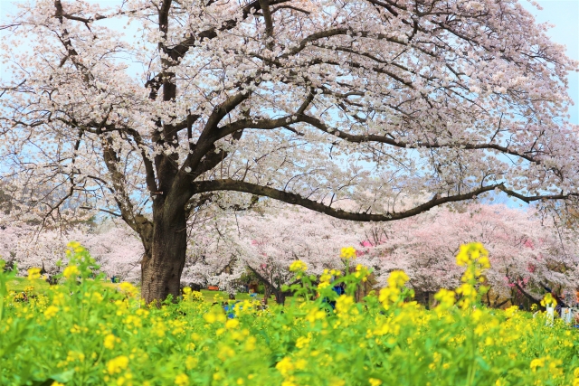 国営昭和記念公園の菜の花と桜　春の景色