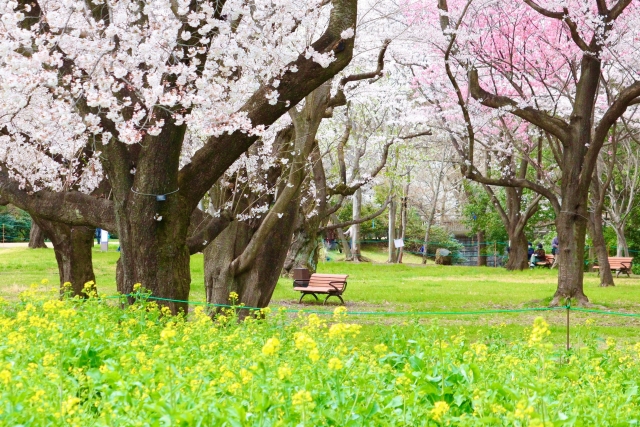 国営昭和記念公園の菜の花と桜とベンチ　春の景色