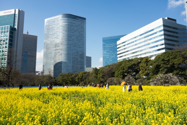 浜離宮恩賜庭園の菜の花畑