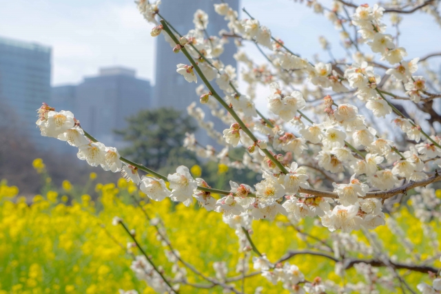 浜離宮恩賜庭園の桜と菜の花