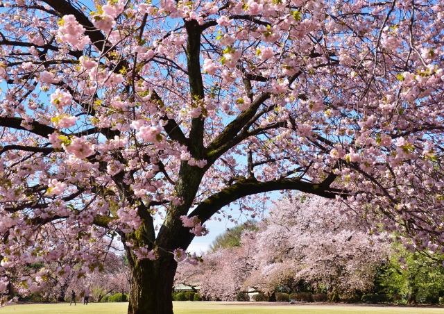 新宿御苑の桜　春の景色