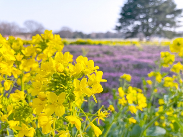 国営昭和記念公園の菜の花