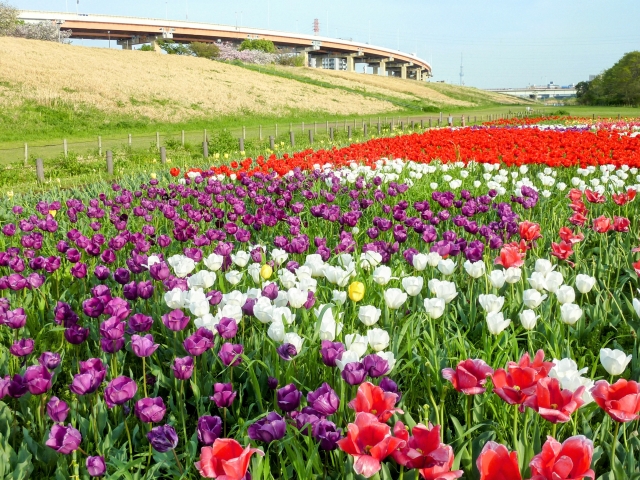 足立区都市農業公園　チューリップ