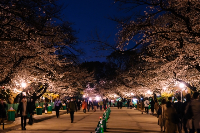 【東京都】上野公園の桜　夜間のライトアップ 