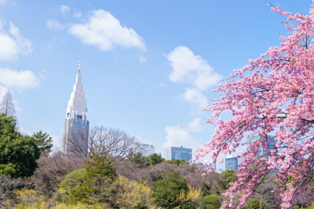 東京の春　新宿御苑の桜と青空