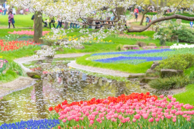 国営昭和記念公園 チューリップと桜