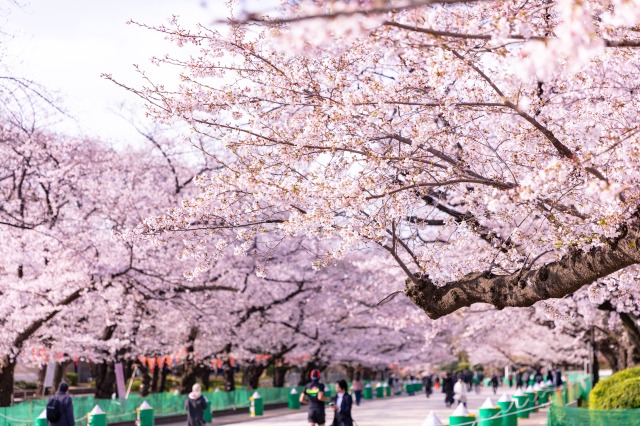 上野公園　さくら通りの満開の桜