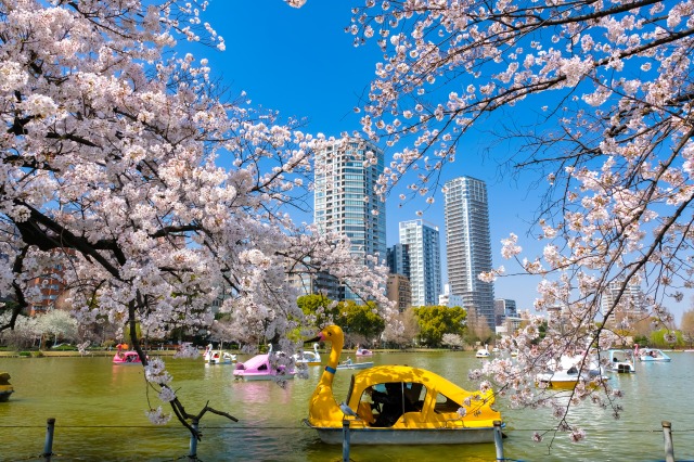 【東京都】上野公園 不忍池と満開の桜