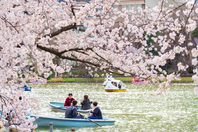 【東京都】上野公園 不忍池と満開の桜